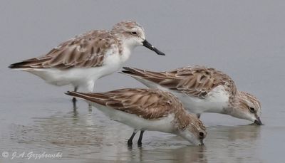 Spoon-billed Sandpiper and Red-necked Stints