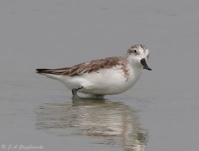 Shorebirds--peep