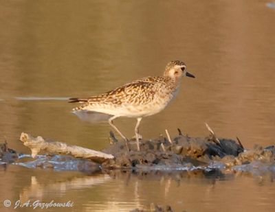 Pacific Golden Plover