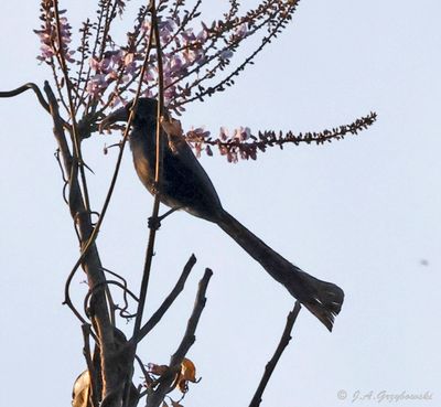 Racket-tailed Treepie