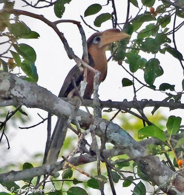 Thailand birds selection by group