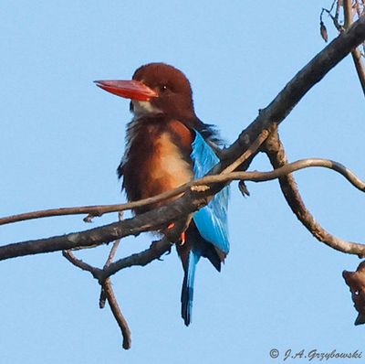 White-throated Kingfisher
