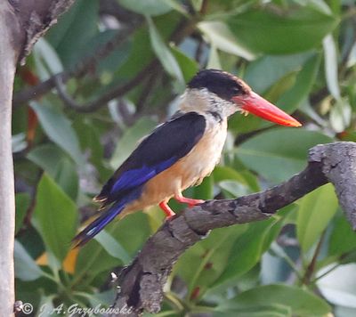 Thailand birds selection by group