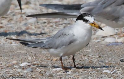 Little Tern