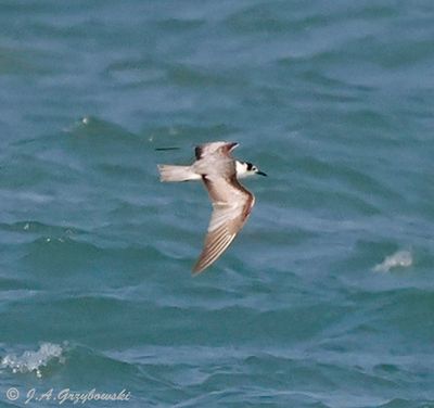 Thailand Gulls and Terns