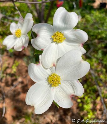 Wildflowers