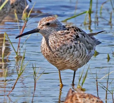 Stilt Sandpiper
