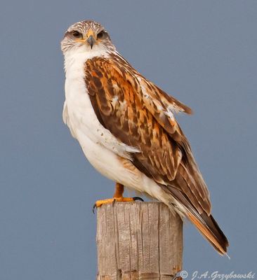 Ferruginous Hawk