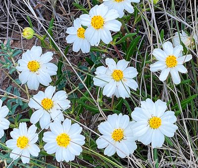 Blackfoot Daisy (Melampodium leucanthum)