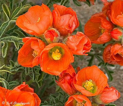 Wildflowers