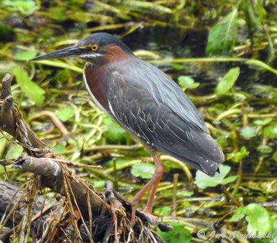 Herons, Egrets, etc.