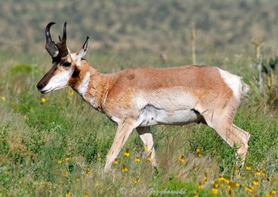 Mammals
