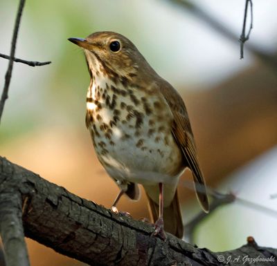 Hermit Thrush