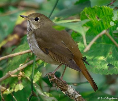 Passerines (songbirds)