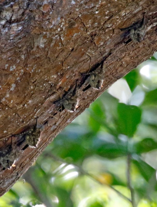 Proboscis Bat (Rhynchonycteris naso) Tárcoles River, Puntarenas, Costa Rica