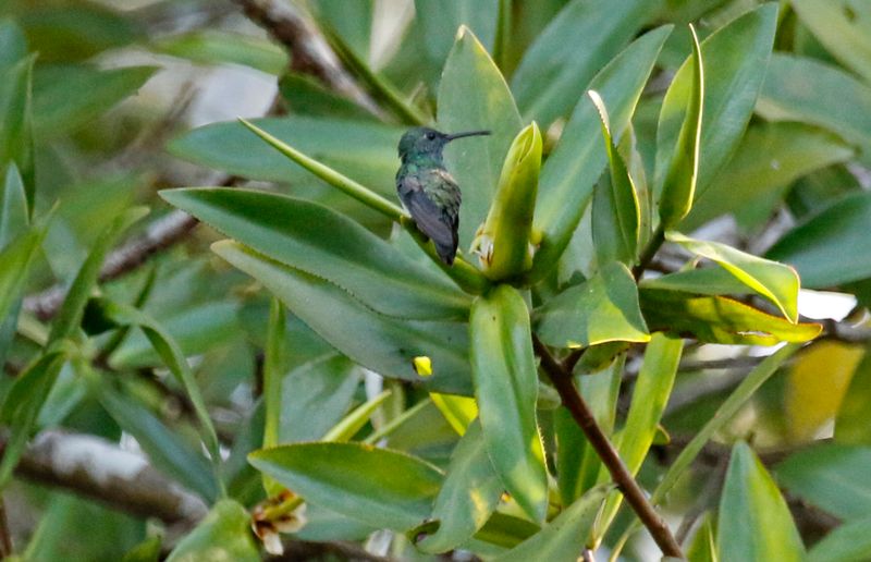 Mangrove Hummingbird (Amazilia boucardi) Tárcoles River, Puntarenas, Costa Rica