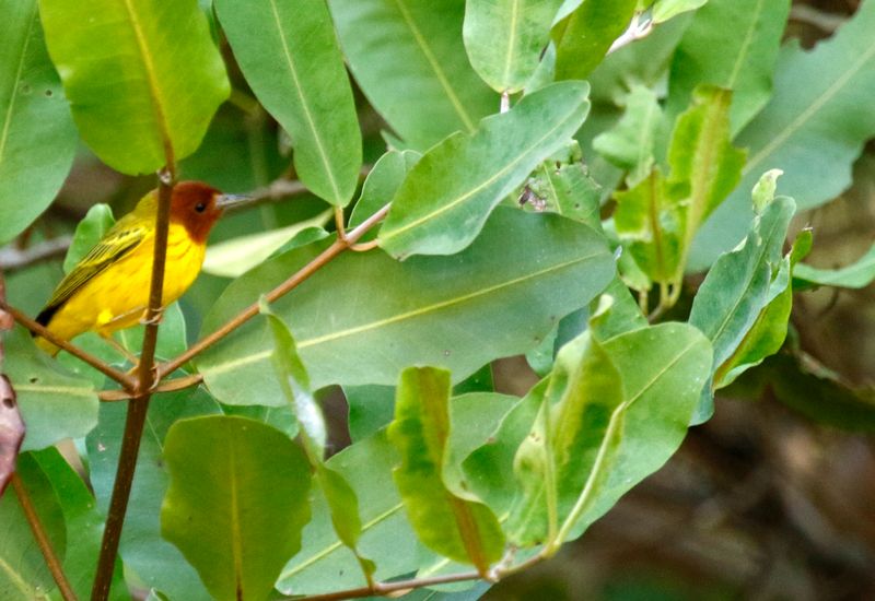 Mangrove Warbler (Setophaga petechia) Tárcoles Mangroves, Puntarenas, Costa Rica