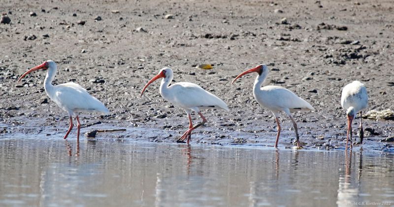 American White Ibis (Eudocimus albus) Tárcoles Mangroves, Puntarenas, Costa Rica