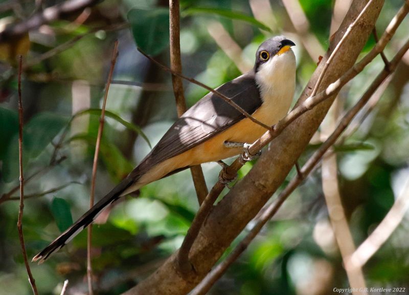 Mangrove Cuckoo (Coccyzus minor) Tárcoles Mangroves, Puntarenas, Costa Rica