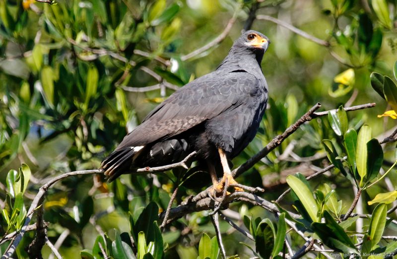 Common Black Hawk (Buteogallus anthracinus) Tárcoles Mangroves, Puntarenas, Costa Rica