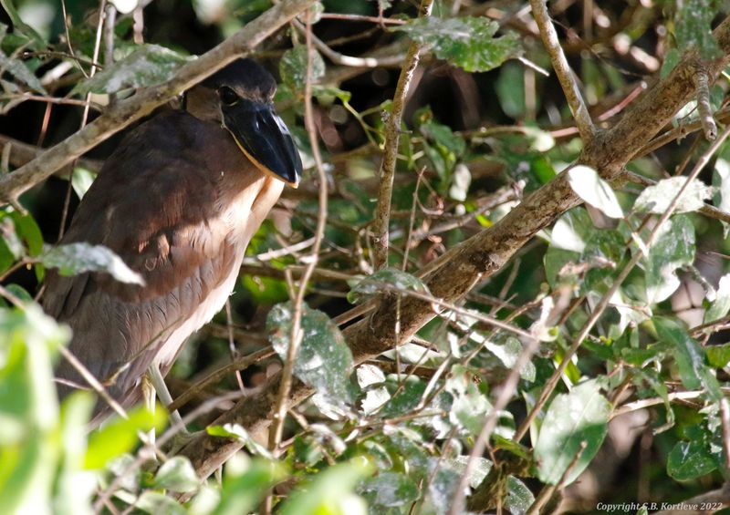 Boat-billed Heron (Cochlearius cochlearius panamensis) Tárcoles Mangroves, Puntarenas, Costa Rica