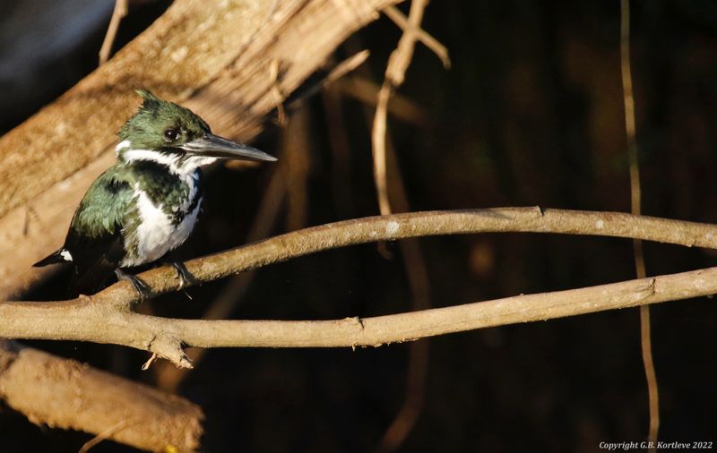 Amazon Kingfisher (Chloroceryle amazona) Tárcoles Mangroves, Puntarenas, Costa Rica