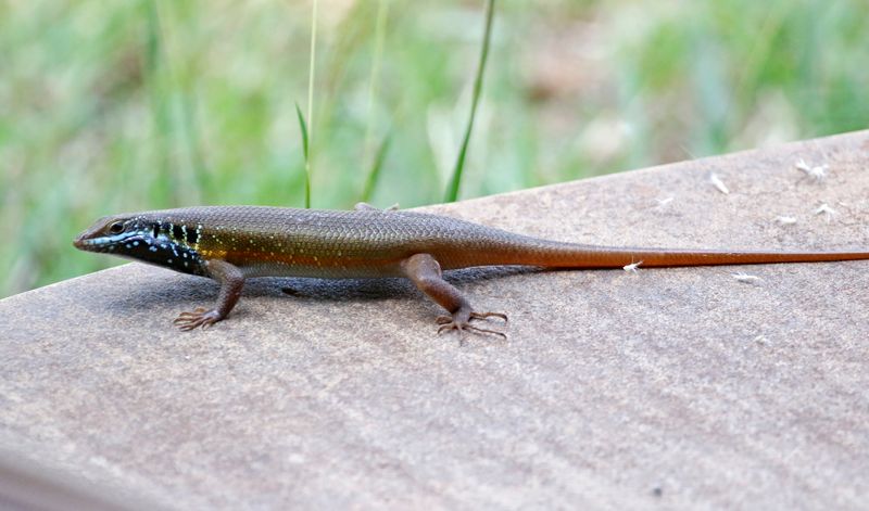 Five-lined Skink (Mabuya quinquetaeniata) Lake Baringo, Kenya