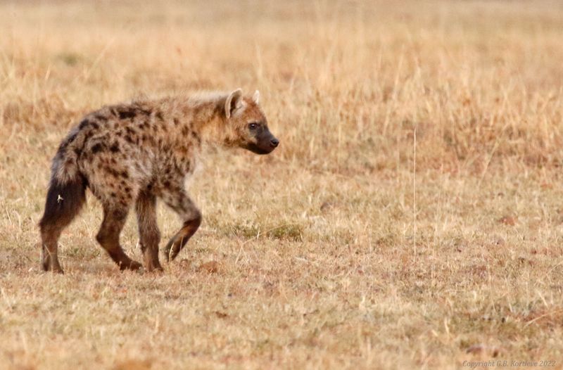 Spotted Hyena (Crocuta crocuta)