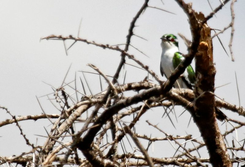 Diederik Cuckoo (Chrysococcyx caprius) Lake Baringo, Kenya