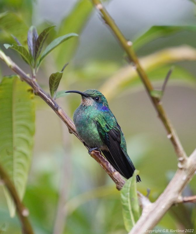 Lesser Violetear (Colibri cyanotus cabanidis) Savegre Hotel, San José, Costa Rica