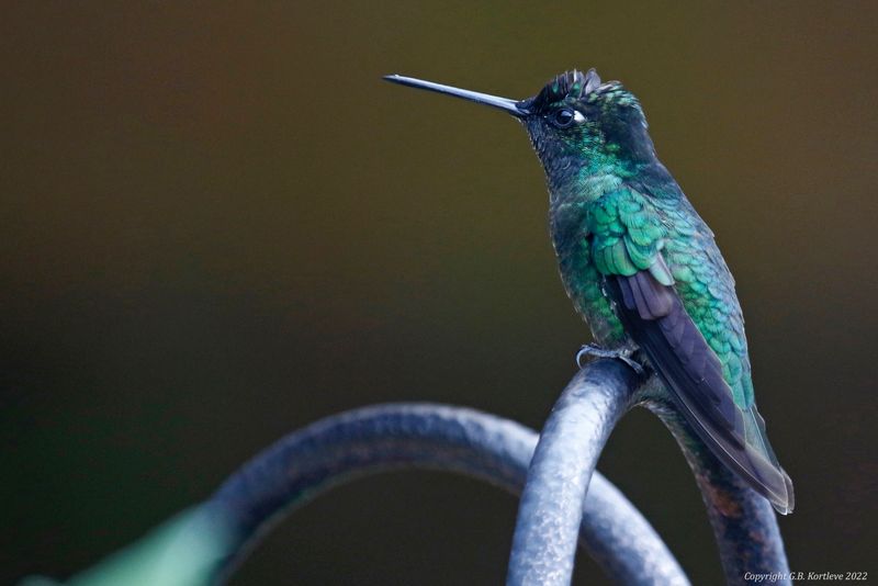 Talamanca Hummingbird (Eugenes spectabilis) Savegre Hotel, San José, Costa Rica