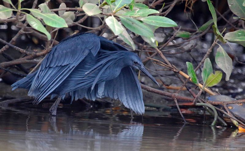 Black Heron (Egretta ardesiaca) Kotu Stream, Gambia