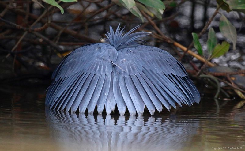 Black Heron (Egretta ardesiaca) Kotu Creek, Gambia