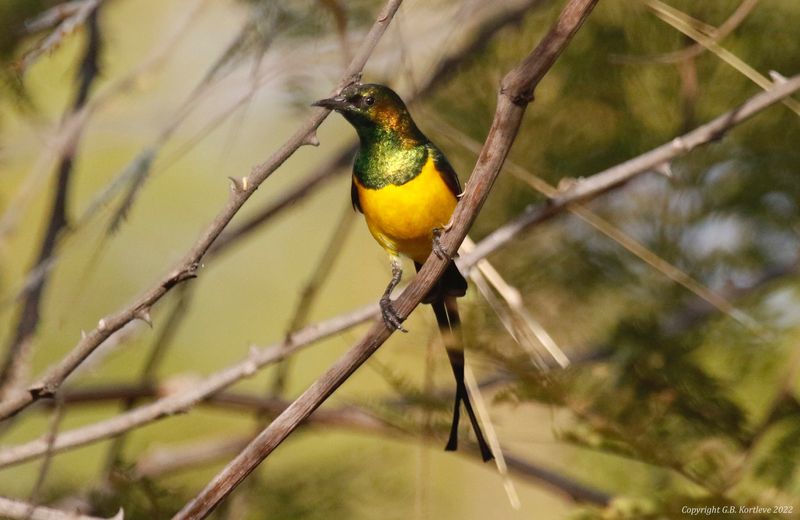 Pygmy Sunbird (Hedydipna platura) South Bank Road, Lower River, Gambia