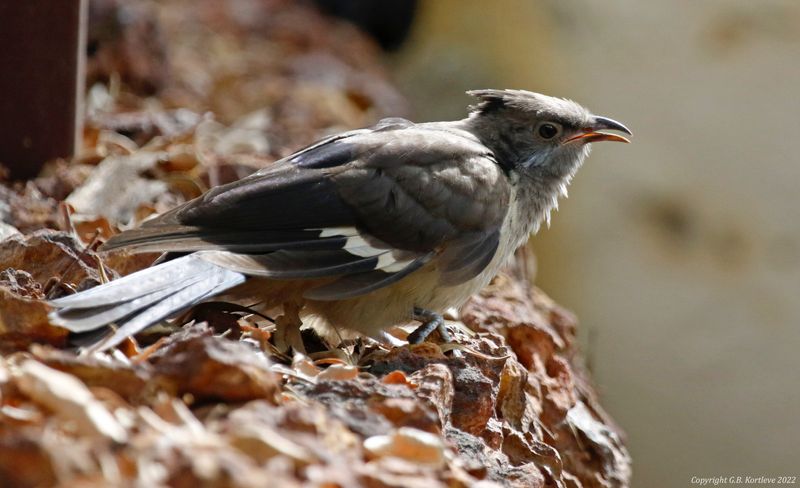Levaillant's Cuckoo (Clamator levaillantii)