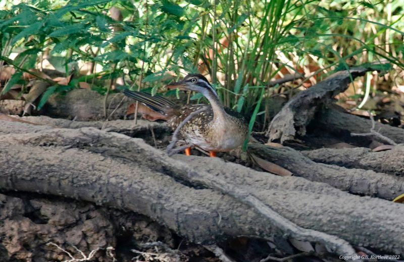 African Finfoot (Podica senegalensis) Gambia River Boatride, Janjanbureh, Central River, The Gambia