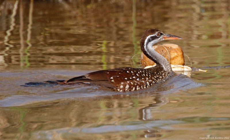 African Finfoot (Podica senegalensis) Gambia River Boatride, Janjanbureh, Central River, The Gambia