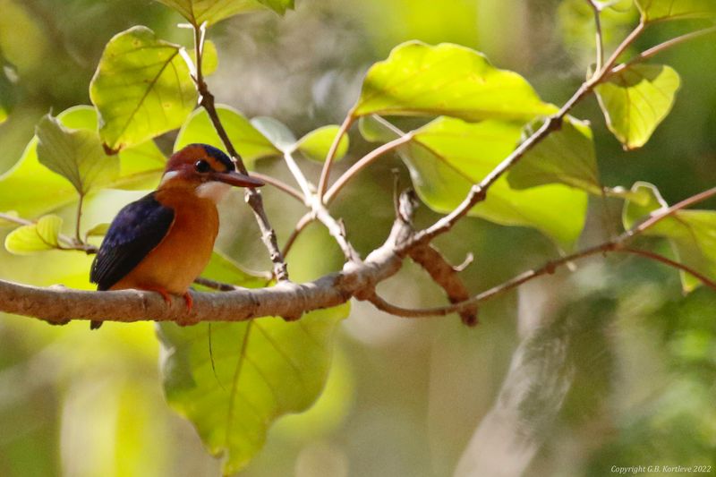 African Pygmy Kingfisher (Ispidina picta)