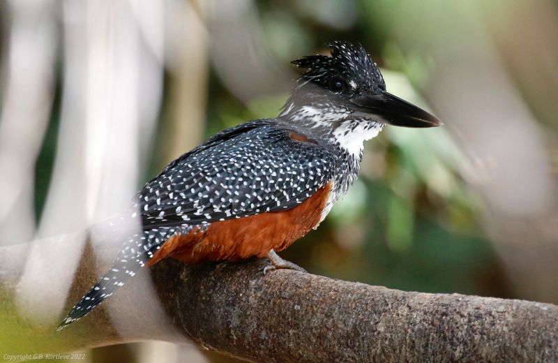 Giant Kingfisher (Megaceryle maxima) Kotu Stream, Gambia