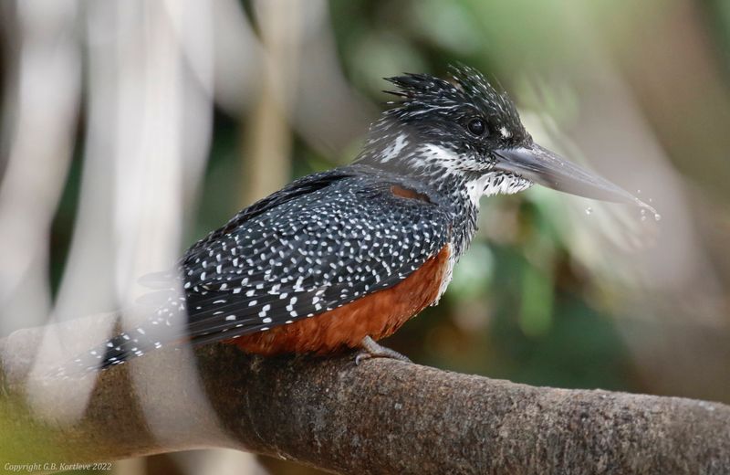 Giant Kingfisher (Megaceryle maxima) Kotu Stream, Gambia