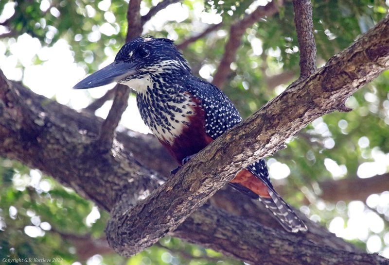 Giant Kingfisher (Megaceryle maxima) Kotu Stream, Gambia