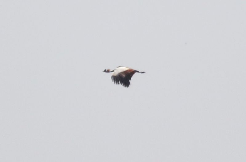 Black Crowned-Crane (Balearica pavonina)