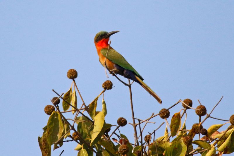 Red-throated Bee-eater (Merops bulocki) Wassu Quarry, Central River, Gambia