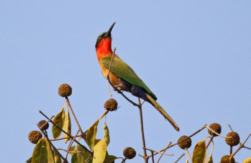 Red-throated Bee-eater (Merops bulocki) Wassu Quarry, Central River, Gambia