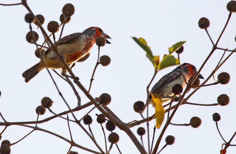 Vieillot's Barbet (Lybius vieilloti) Wassu Quarry, Central River, Gambia