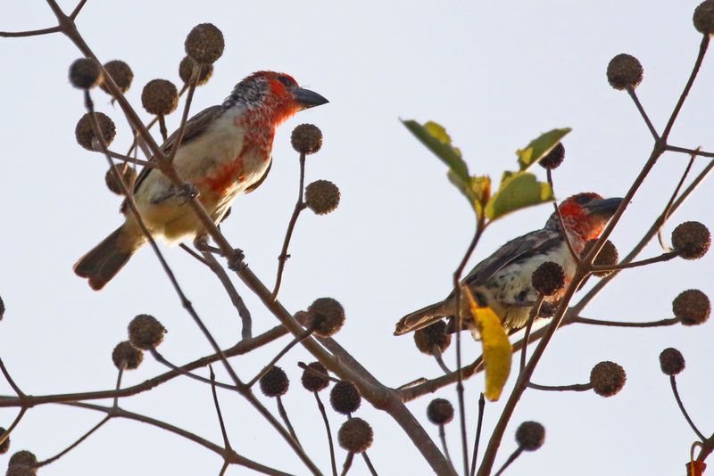 Vieillot's Barbet (Lybius vieilloti) Wassu Quarry, Central River, Gambia