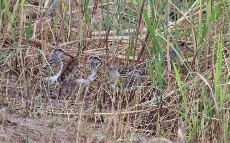 Greater Painted-Snipe (Rostratula benghalensis) Wassu Quarry, Central River, Gambia