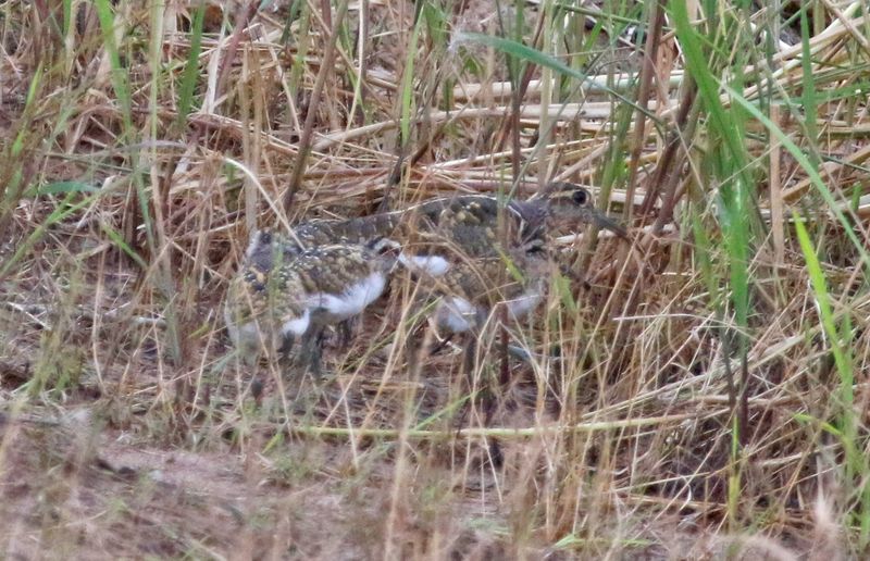 Greater Painted-Snipe (Rostratula benghalensis) Wassu Quarry, Central River, Gambia