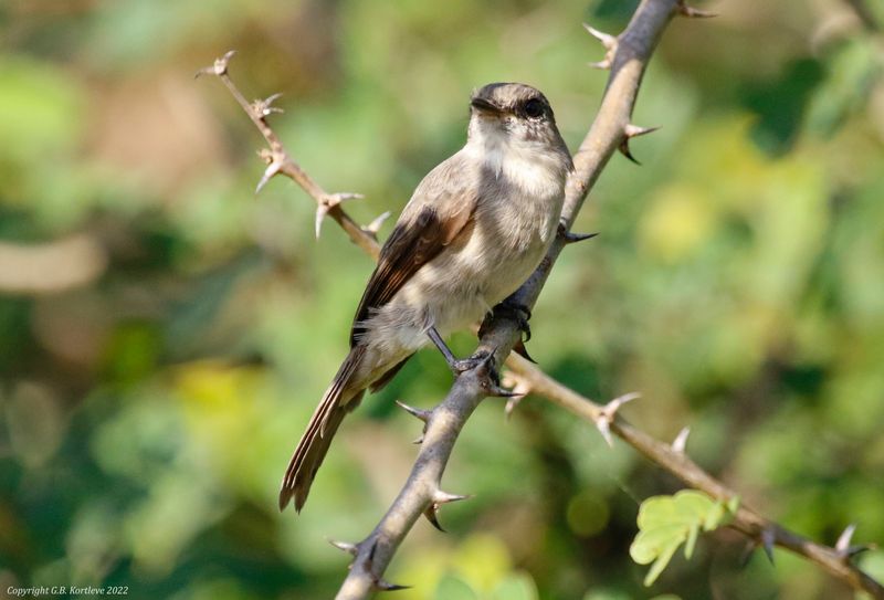 Swamp Flycatcher (Muscicapa aquatica) Gambia River Boatride, Janjanbureh, Central River, The Gambia