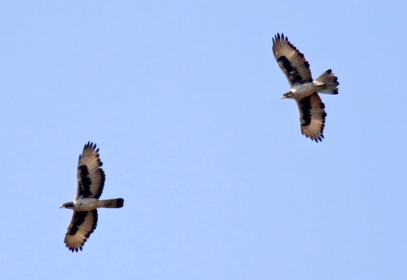 African Hawk-Eagle (Aquila spilogaster) Central River, Gambia